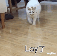 \
