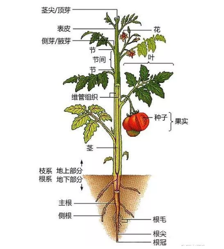 公务员考试常识积累：植物的秘密